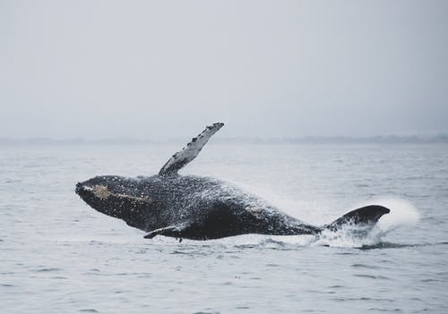 鲸鱼跳上海水 · 免费素材图片