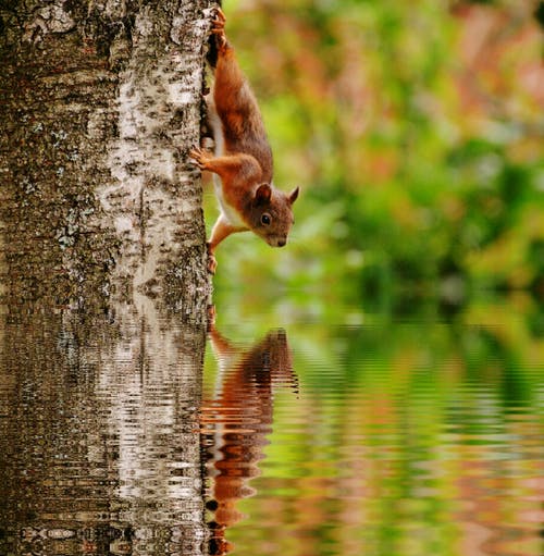 棕色松鼠在树上看着对水体的思考 · 免费素材图片