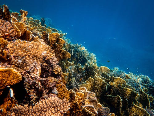 水下珊瑚照片 · 免费素材图片