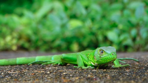 绿蜥蜴的宏观摄影 · 免费素材图片