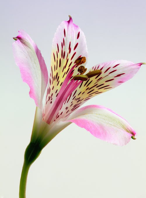 粉色和白色的花瓣花的浅焦点摄影 · 免费素材图片