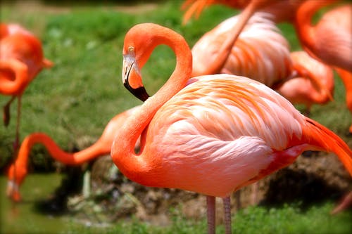 橙色火烈鸟 · 免费素材图片