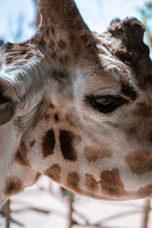 棕色和白色长颈鹿头 · 免费素材图片
