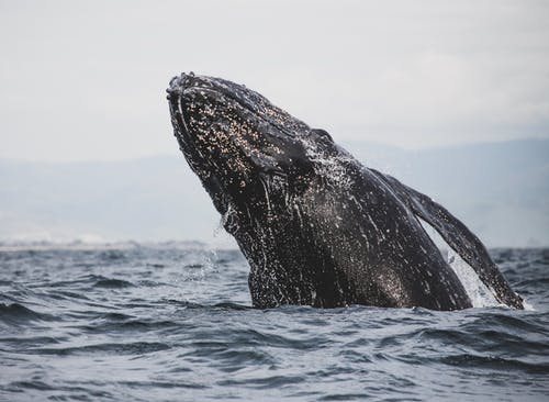 灰鲸 · 免费素材图片