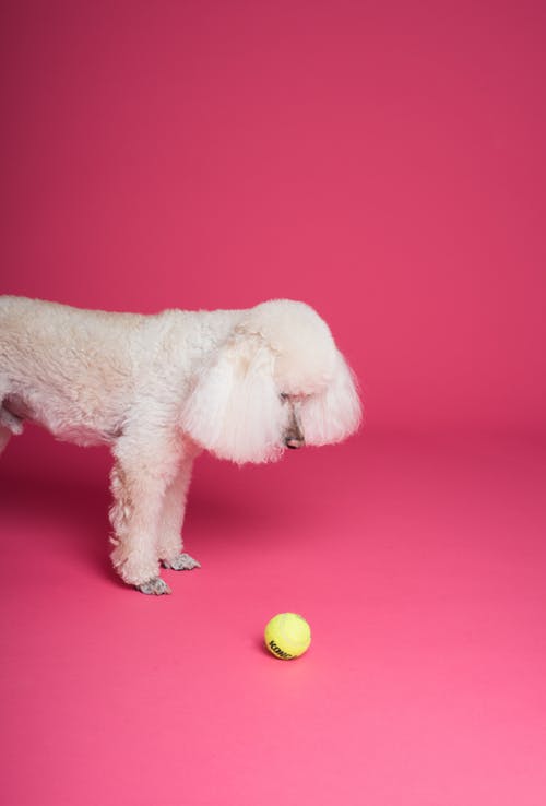 绿球前的狗 · 免费素材图片