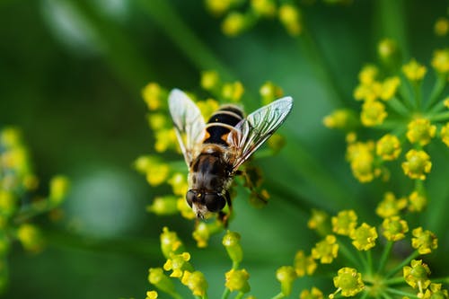 蜜蜂附近黄色簇花瓣花 · 免费素材图片