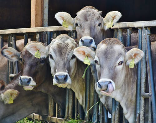 黑色金属栏杆后面的四头母牛 · 免费素材图片