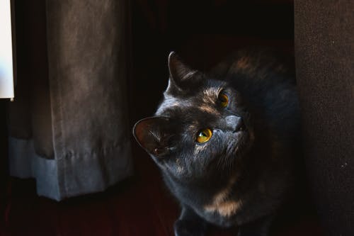黑猫 · 免费素材图片