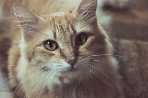 棕色表面上的猫 · 免费素材图片