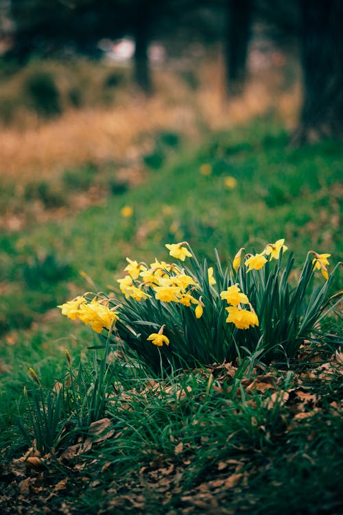 有关垂直拍摄, 工厂, 植物群的免费素材图片