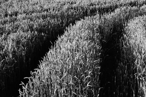 白天的灰度玉米田 · 免费素材图片