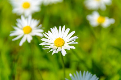白花瓣花的特写照片 · 免费素材图片