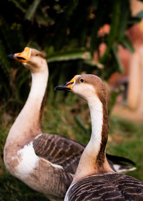 白色和棕色的鸭子在关闭摄影 · 免费素材图片