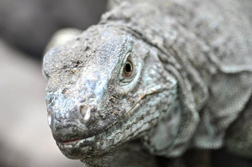 灰色科莫多巨蜥 · 免费素材图片