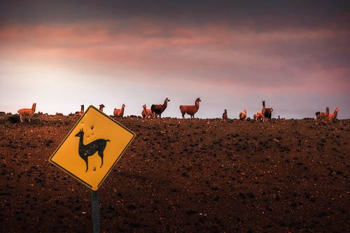 骆马牧群在布朗领域 · 免费素材图片