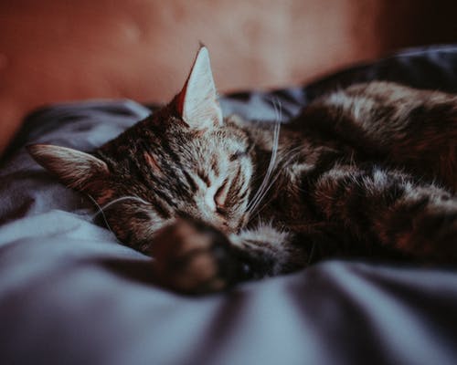 躺在床上的虎斑猫的特写照片 · 免费素材图片