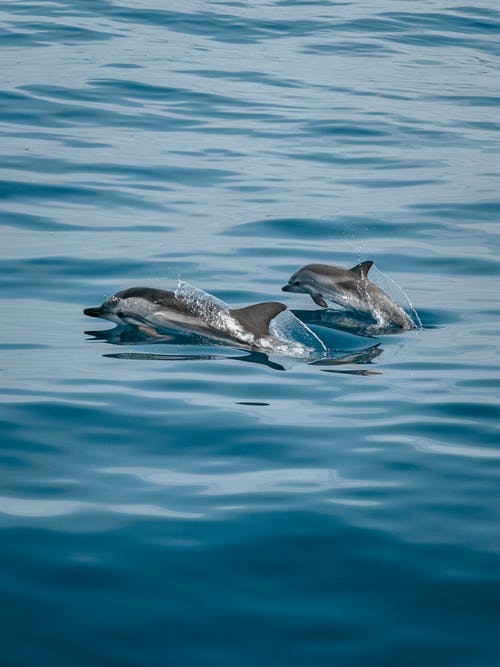 海豚从海洋中跳出来 · 免费素材图片