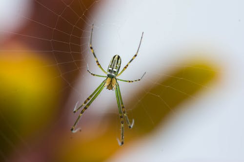 在关闭了摄影的蜘蛛网上的绿色和黑色蜘蛛 · 免费素材图片