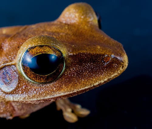 棕色青蛙的微距照片 · 免费素材图片