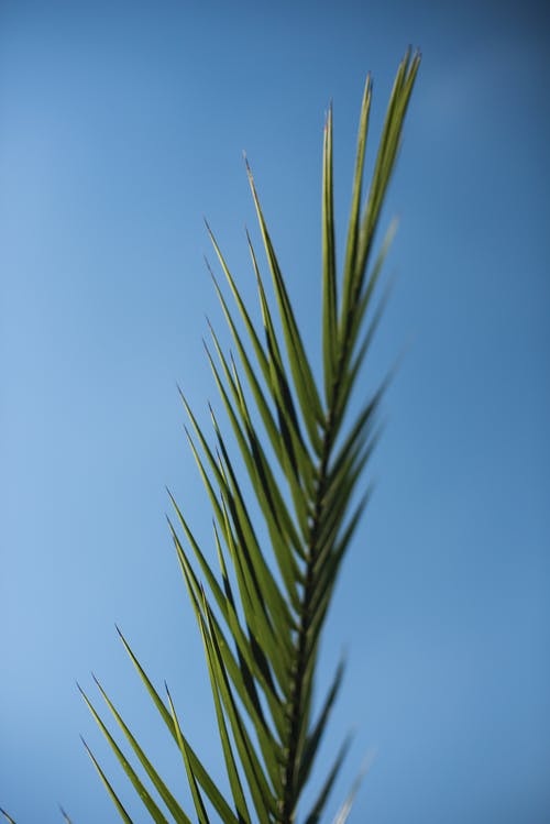 绿棕榈植物 · 免费素材图片