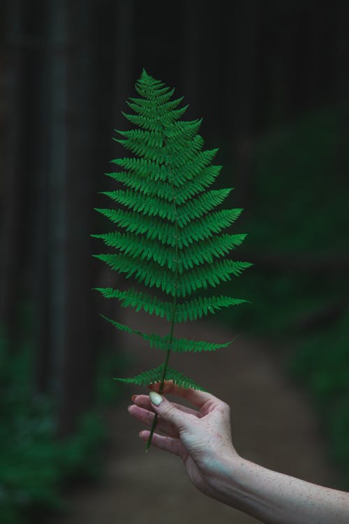 有关不露面, 光, 公园的免费素材图片