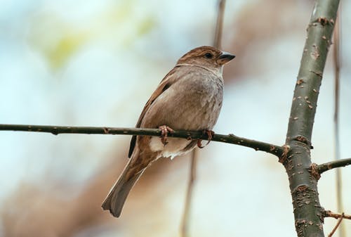 有关muscicapidae, 乾的, 从下面的免费素材图片