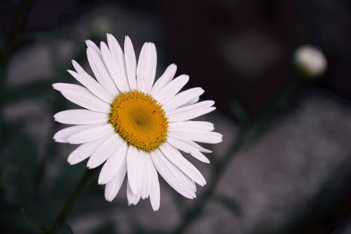 白雏菊花的选择性聚焦摄影 · 免费素材图片