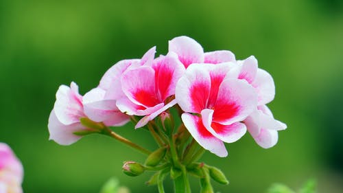 粉色和红色的花瓣花 · 免费素材图片