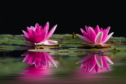 两朵莲花被水上豆荚包围 · 免费素材图片