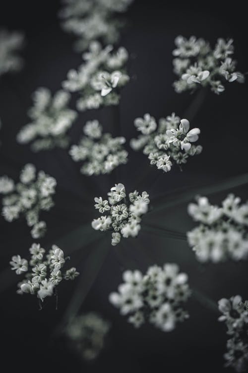 白花的黑白摄影 · 免费素材图片
