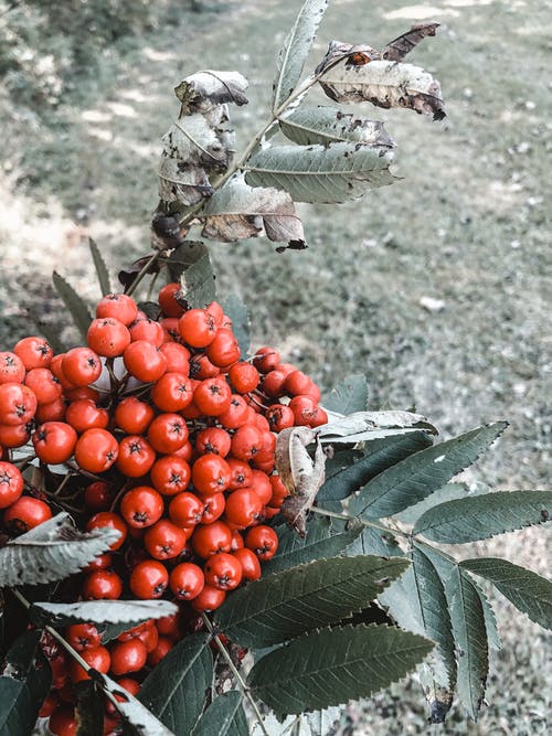 有关rowanberry, 垂直拍摄, 天性的免费素材图片