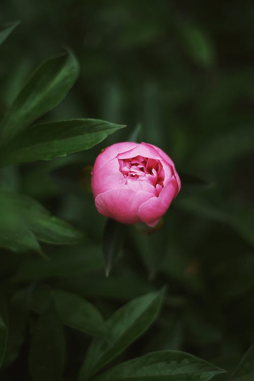 粉色花的选择性焦点照片 · 免费素材图片