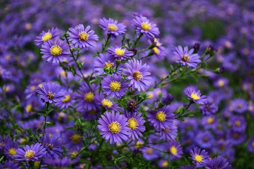 紫色和黄色的花 · 免费素材图片
