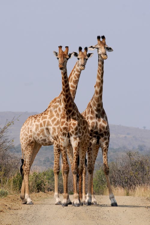 三只长颈鹿在灰色的天空下 · 免费素材图片