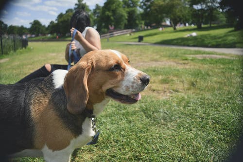 成人三色小猎犬户外 · 免费素材图片