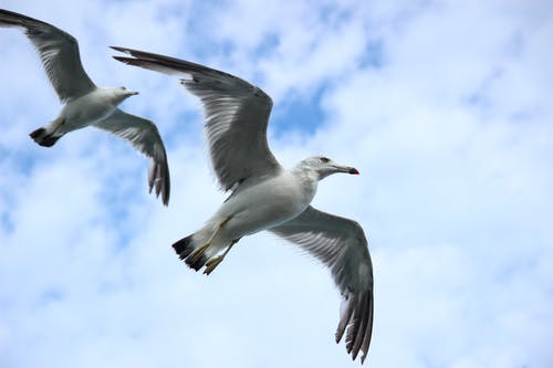 两只白海鸥在蓝色和白色的天空下飞翔 · 免费素材图片