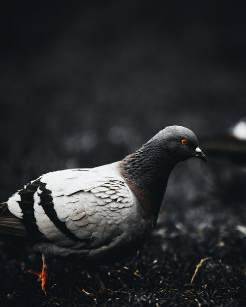 灰鸽子 · 免费素材图片