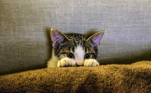 棕色纺织上的黑白小猫 · 免费素材图片