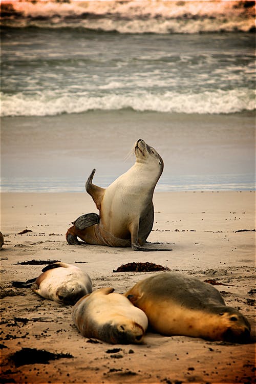 白天在海边附近的海狮 · 免费素材图片