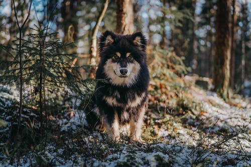 黑色和棕色狗在森林上 · 免费素材图片