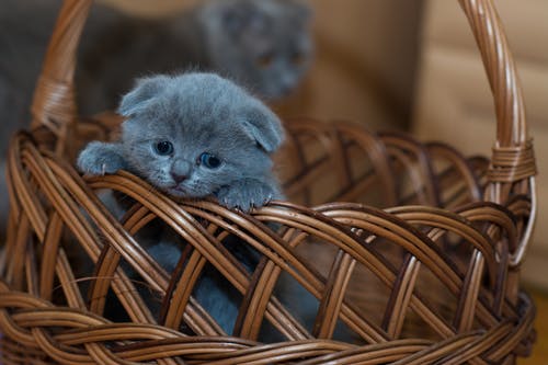 俄罗斯蓝小猫棕色编织篮上 · 免费素材图片
