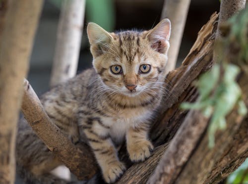 棕色的虎斑小猫在树枝上 · 免费素材图片