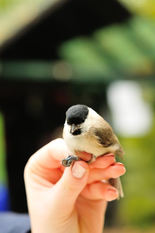 有关carolina chickadee, 垂直拍摄, 手的免费素材图片
