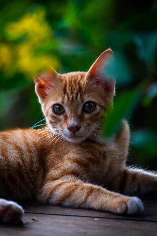 有关凝视, 动物, 动物摄影的免费素材图片