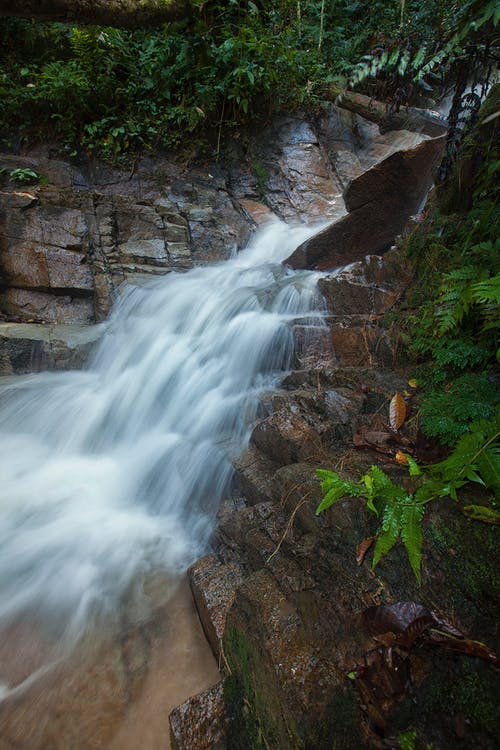瀑布中的绿色布什 · 免费素材图片