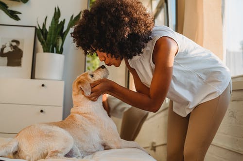 裁剪黑女人在床上亲吻可爱的拉布拉多狗 · 免费素材图片