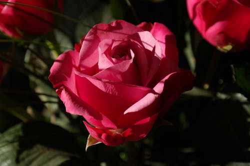 白天红色的花 · 免费素材图片
