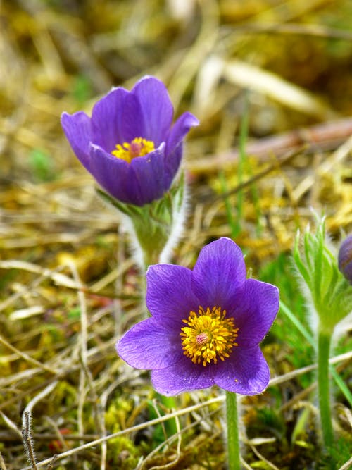 2朵紫色的花 · 免费素材图片