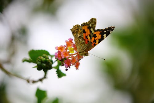 橙色和黑色蝴蝶s饮花蜜 · 免费素材图片