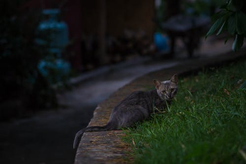 黑虎斑猫在夜间的绿色草地上 · 免费素材图片